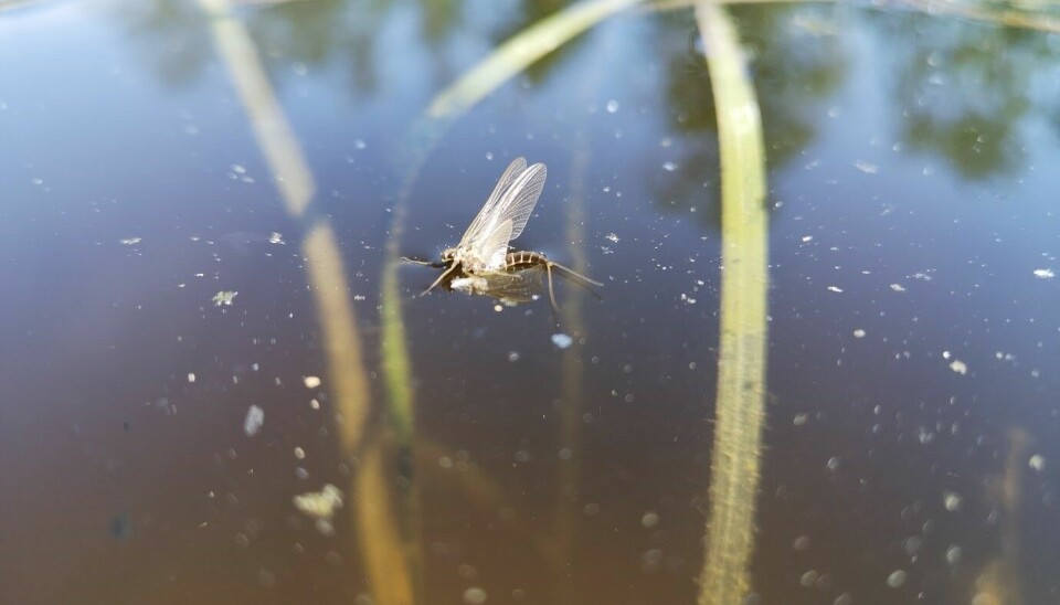 Døgnflue, som kanskje lever litt farlig med så mange sultne fisk under overflata...