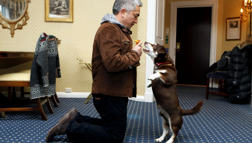 Hundetrener Cesar Millan leker med en Lancashire heeler, som er hunderasen med lengst forventet levetid i verden.