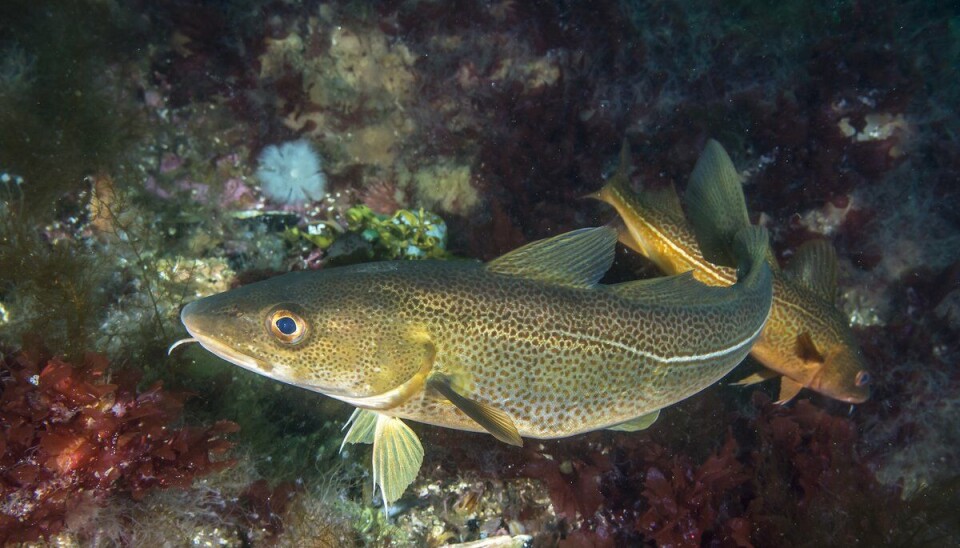 Støy er ikke gøy. Fiskene reagerte mer på den marine vibratoren enn på vanlige luftkanoner.