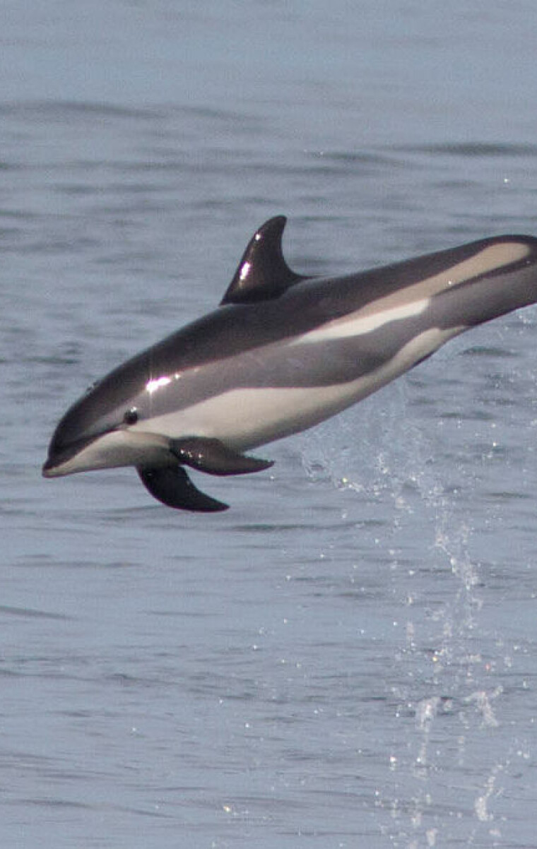 Atlantic White-sided Dolphin