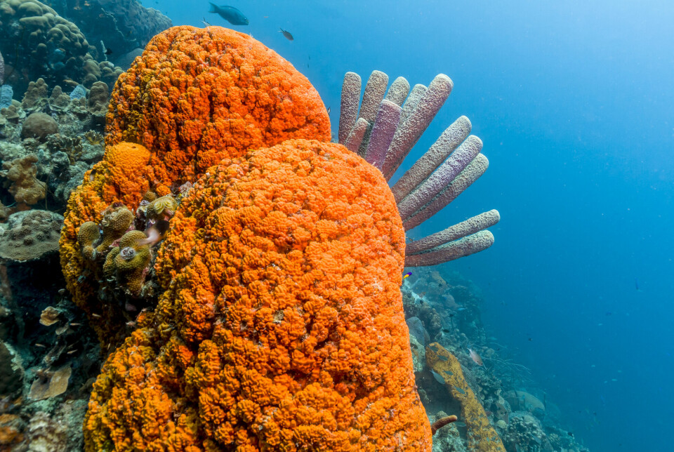 Kiselsvamper omfatter mange forskjellige sjøsvamper, inkludert Agelas clathrodes – den oransje svampen som sees her.
