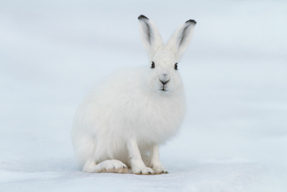 Det er ikke så lett for rovdyr å se haren i vinterpels mot den hvite snøen.