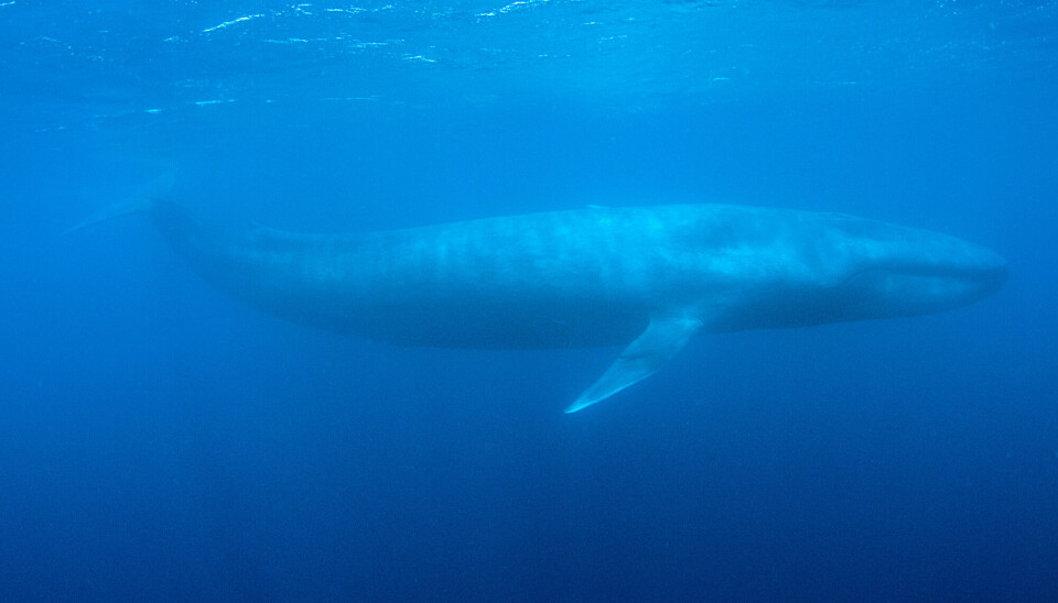 Blåhvalen er verdens største dyr og veier rundt 85 tonn mer enn finnhvalen, som er den nest største av alle hvalene målt i lengde. Denne blåhvalen svømmer utenfor Sri Lanka.