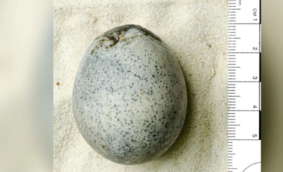1.700 år gammelt egg har fortsatt plomme og eggehvite i seg