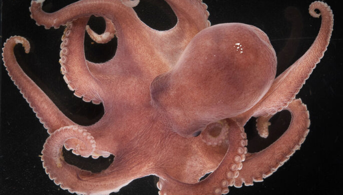 Researchers have discovered a new deep-sea octopus at a depth of 2,500 ...