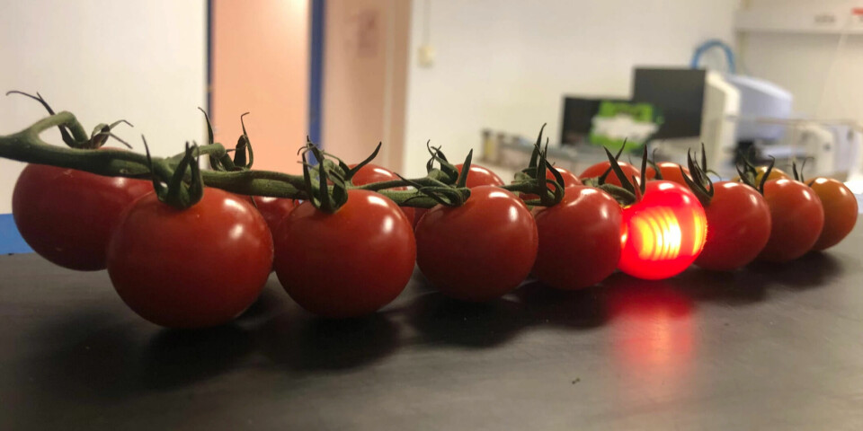 The researchers manage to measure the concentration of sugar inside the tomato without touching it.