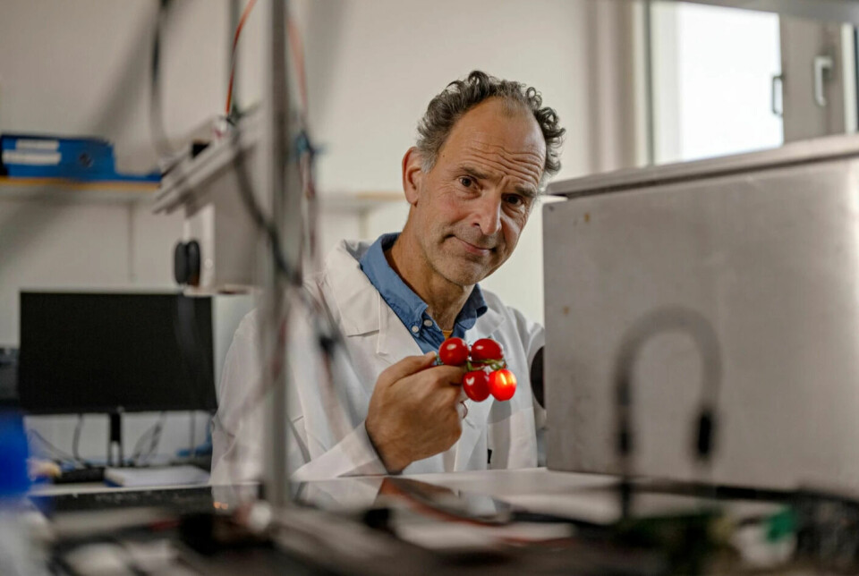 Nofima researcher Jens Petter sees great opportunities for non-destructive sensor measurements of fruit, berries and vegetables. The results of the tests with Piccolo tomatoes show that the measurement methods he and colleagues have developed can differentiate the tomatoes by degree of sweetness.