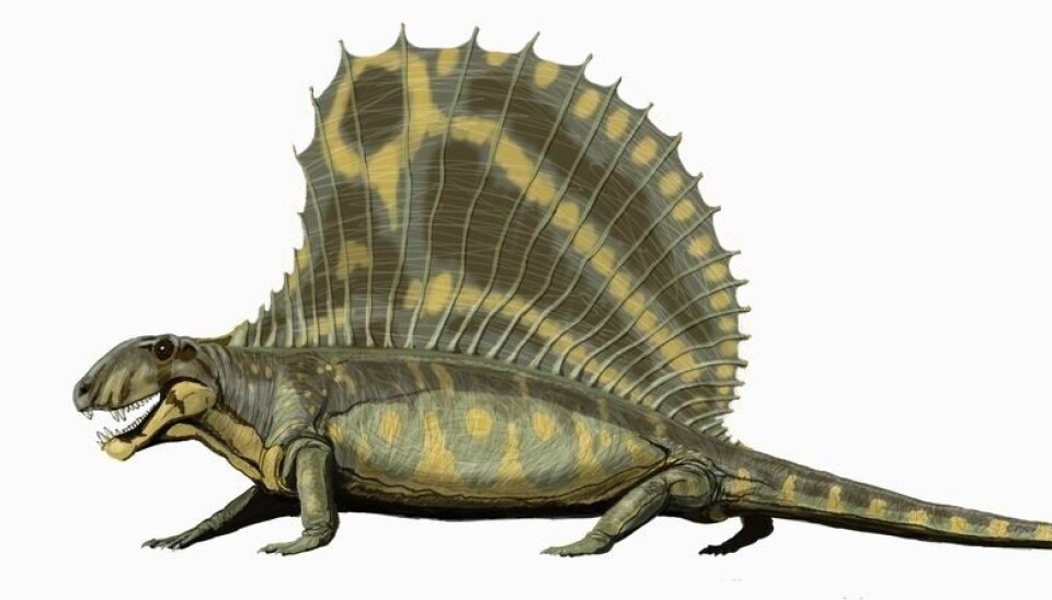 Dimetrodon er et av de forhistoriske dyrene som forskerne har undersøkt i studien.