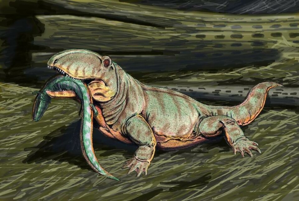 Ophiacodon var også en av dyrene som er studert i den nye studien.