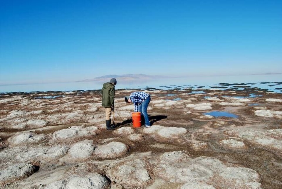 Microbialite i Great Salt Lake. Slike strukturer dekker en femtedel av innsjøbunnen.