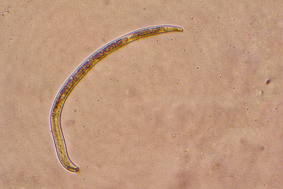 Et eksempel på en rundorm i slekten paratylenchus under et mikroskop. Denne er parasitt på planter.