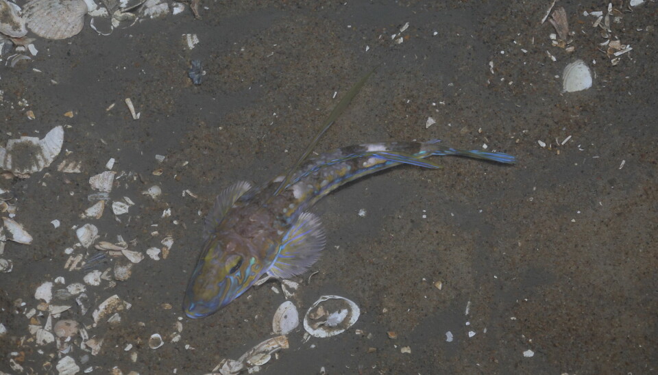 Fargerik fløyelsfisk over en havskjell dekket bunn
