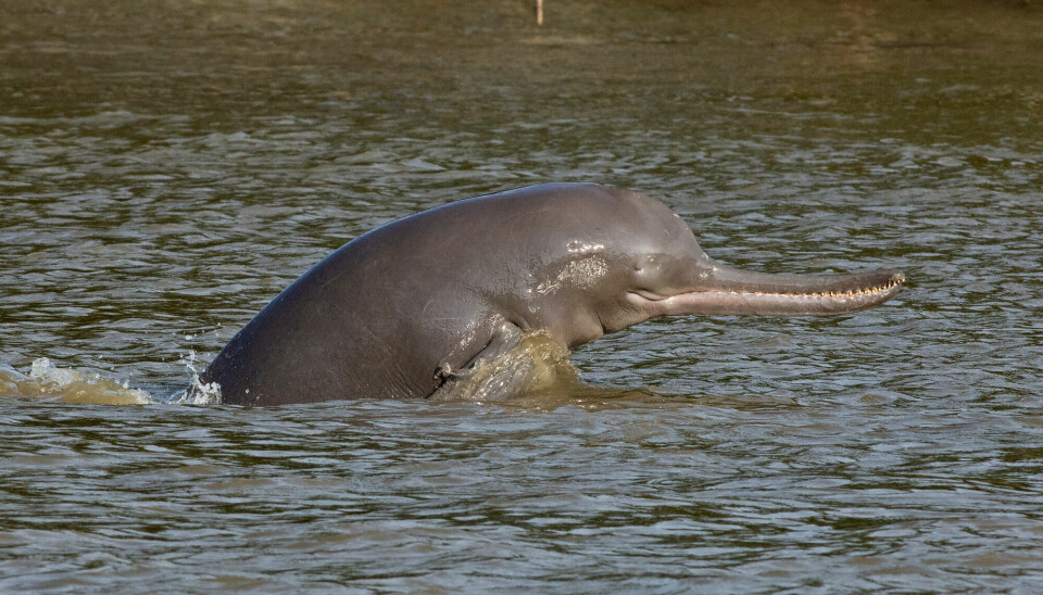 En gangesdelfin som stikker hodet opp fra vannet.
