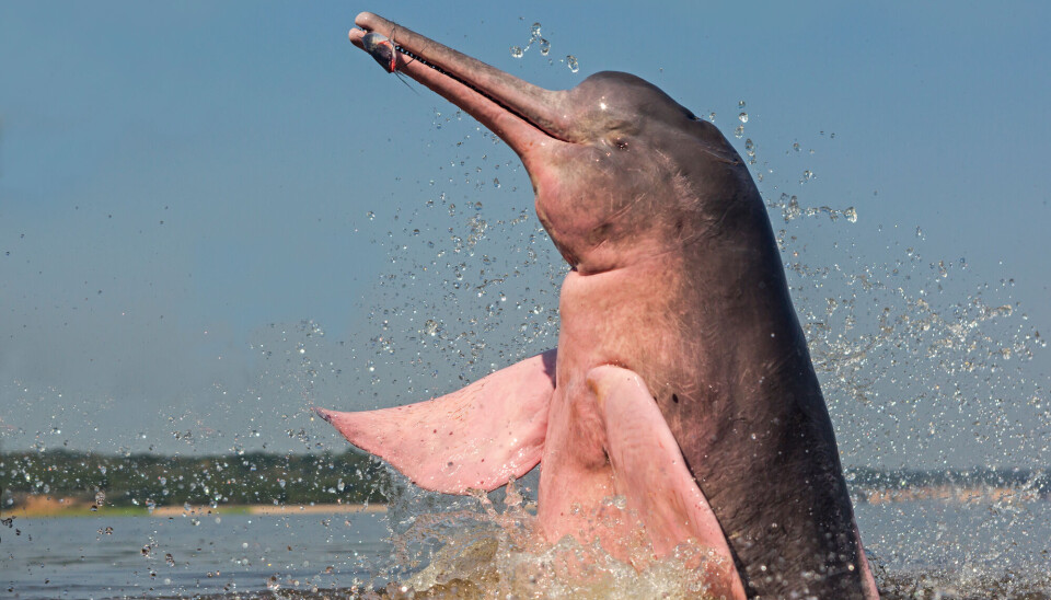 En amazonasdelfin som hopper opp fra vannet og fanger en fisk.