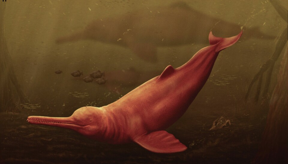 Illustrasjon av en Pebanistadelfin i vann.