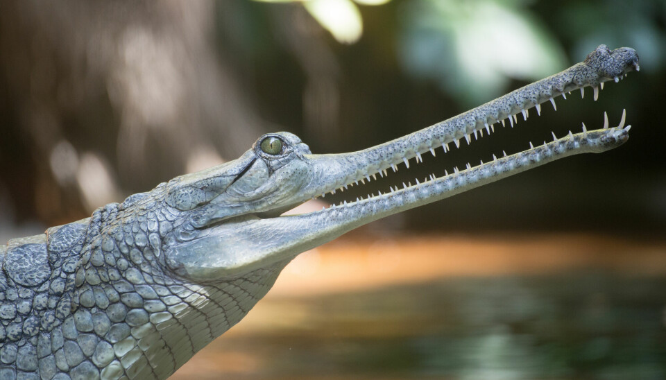 Utklipp hvor man ser hodet til en ung gavial fra siden.
