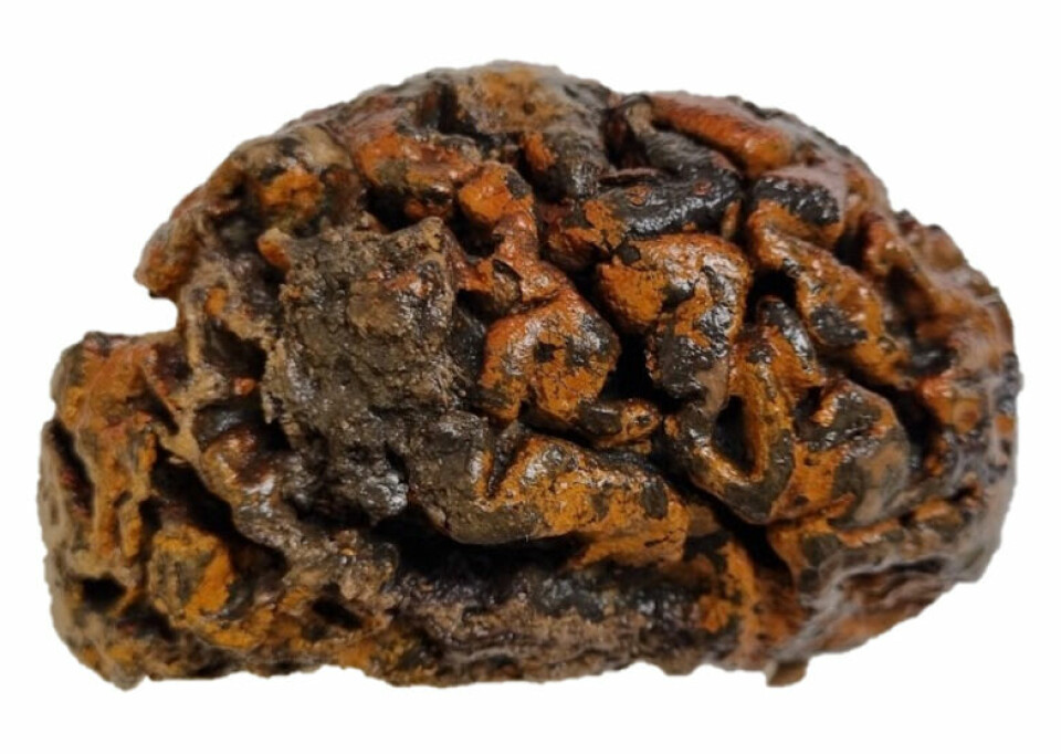 Nærbilde av en hjerne som ser gammel og våt ut. Den er oransje med mørkere brune og svarte flekker ut.