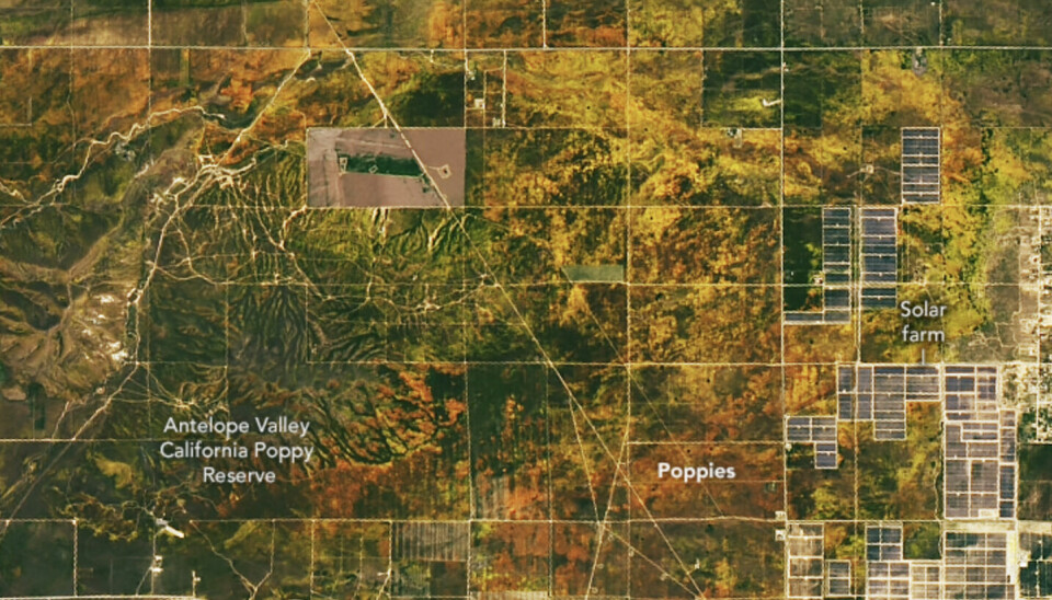 Satellittbilde over Antelope Valley i California under superblomstringen i 2023.