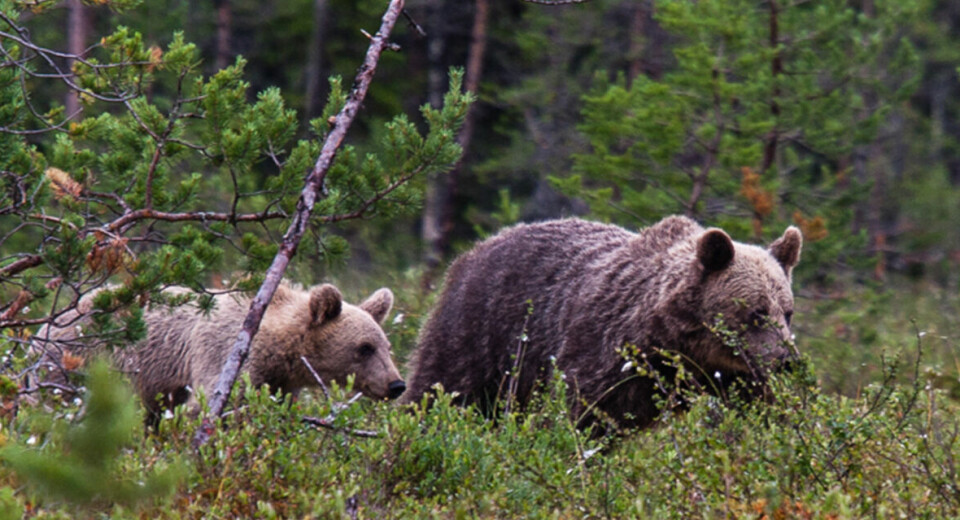 Bjørnebinne med unge ute i skogen.