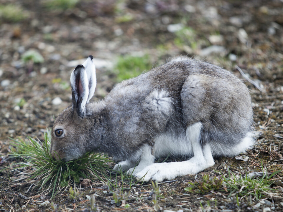 Hare med brun sommerpels spiser gress fra en ellers brun bakke.