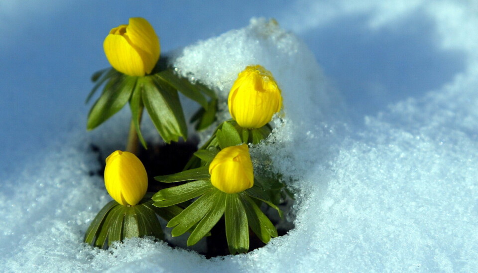 Fire gule, lukkede blomster titter opp av snøen. Det er lange, grønne blader i en krans rundt hver av blomstene.