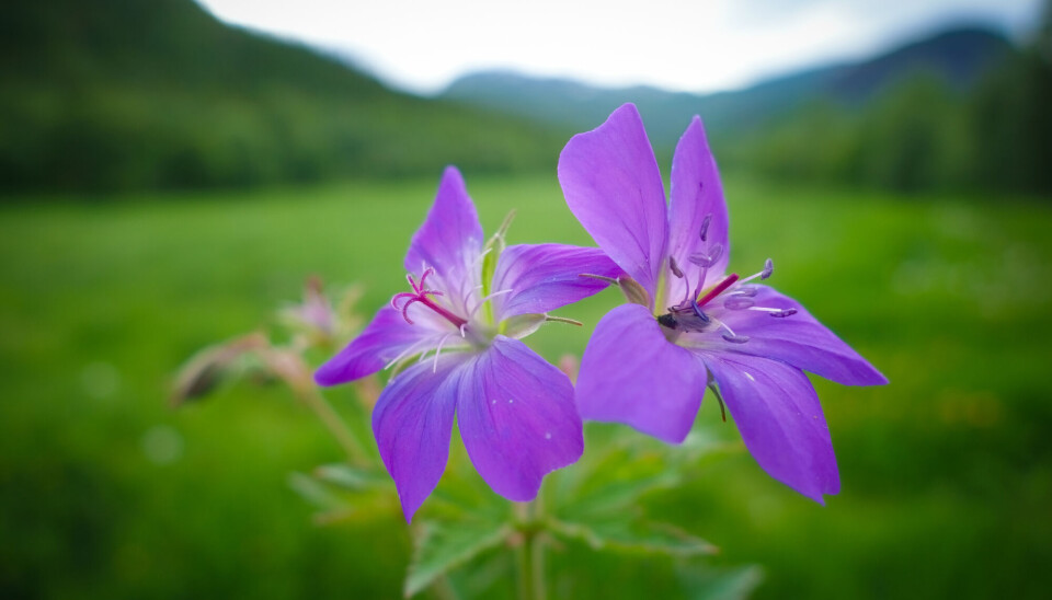 To lilla blomster mot grønn, diffus bakgrunn.