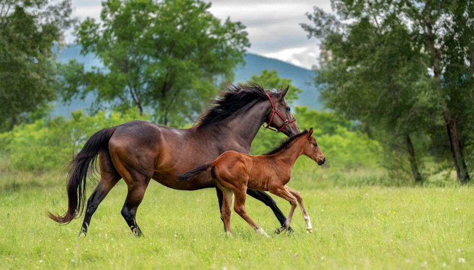En brun, voksen hest og et brunt føll beveger seg på en grønn gresslette, med grønne løvtrær i bakgrunnen.