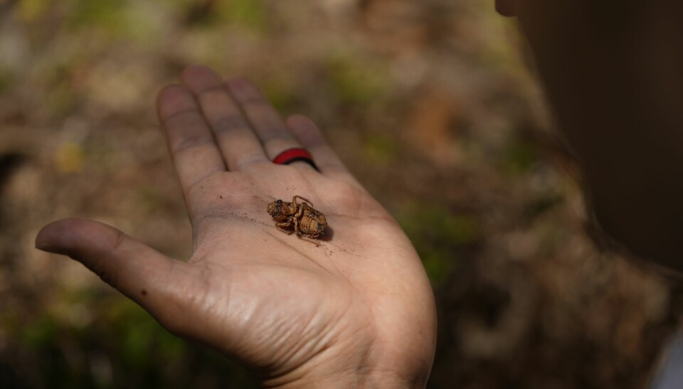 Hvit hånd med brunt insekt som ligger på ryggen. Det er like langt og bredt som ytterste ledd på en lillefinger.