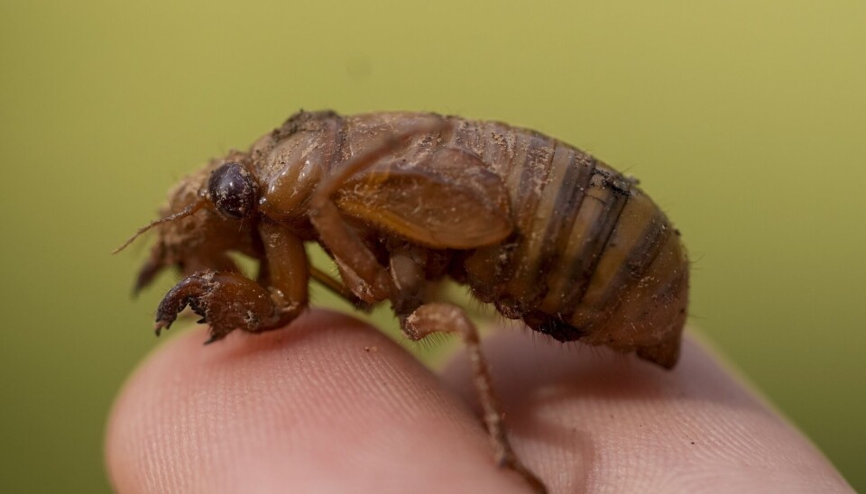 Nærbilde av brun sikade. Den har korte vinger og striper på bakkroppen.