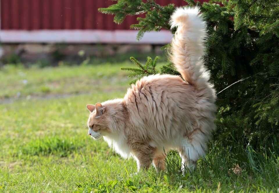 En lodden, lysebrun hannkatt står med rumpa mot en busk. Den har løftet halen og sprayer en stråle tiss mot busken.