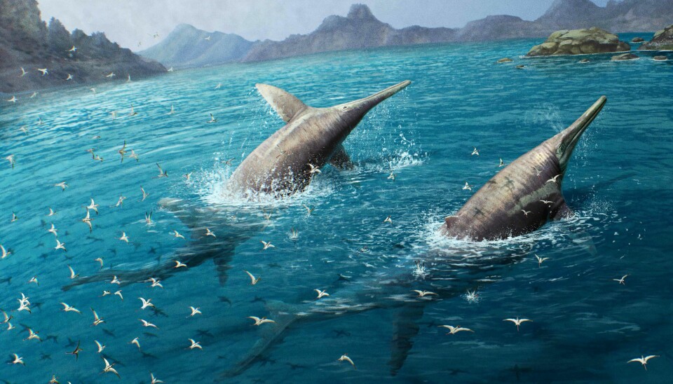 To fiskeøgler svømmer i en bukt. De ligner gigantiske delfiner med lang snute. I lufta rundt flyr mange fugler som ligner måker.