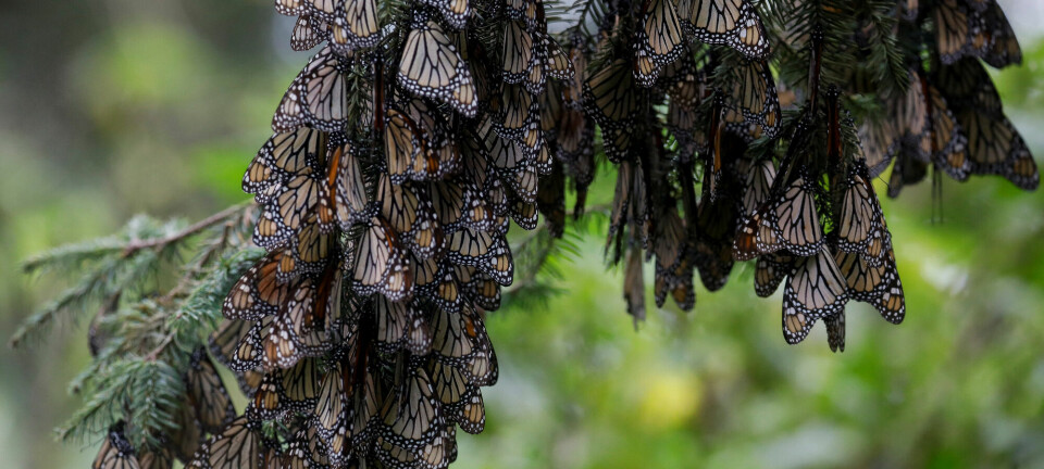Flere monarksommerfugler henger sammen i dvale på et tre.