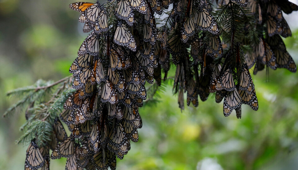 Flere monarksommerfugler henger sammen i dvale på et tre.