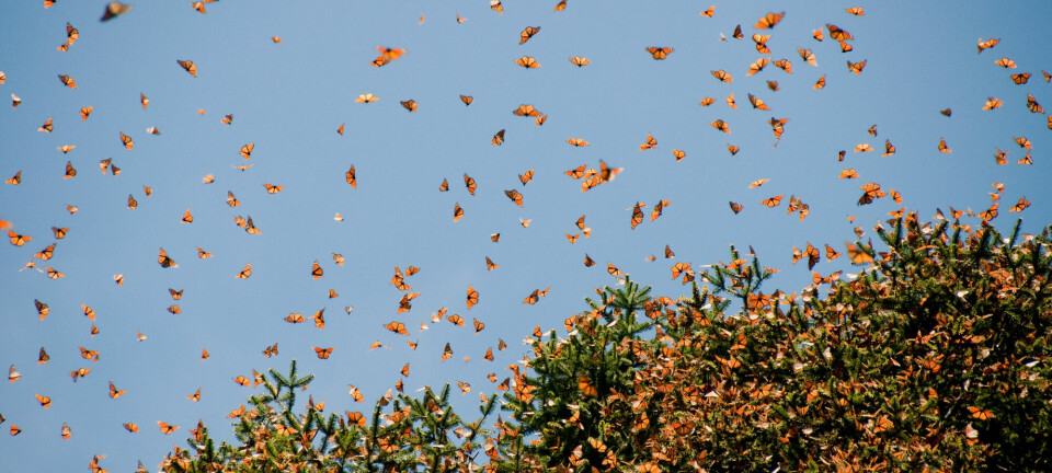 Monarksommerfugler som flyr fra et tre hvor de har tilbrakt vinteren.