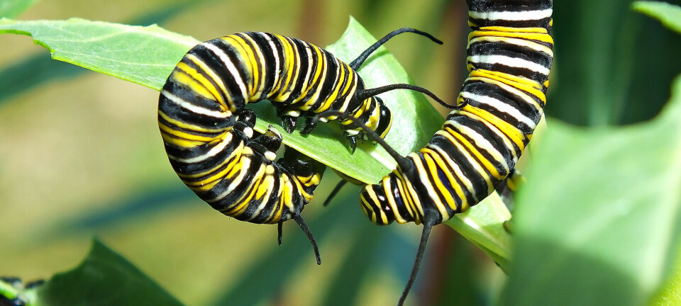 Monarksommerfugllarver som spiser på et silkeurtblad.