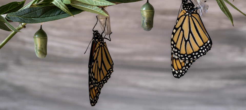 Monarksommerfugler som kommer ut av puppestadiet.