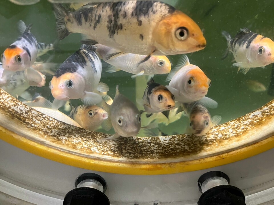Fisker i et akvarium.