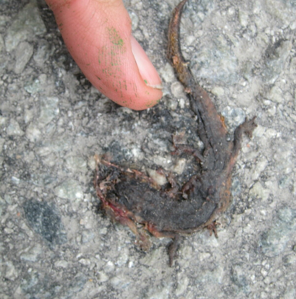 Flat salamander på asfalt.