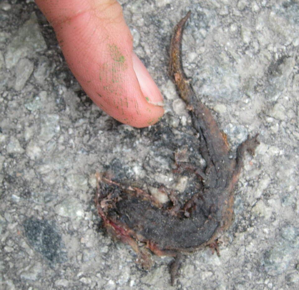 Flat salamander på asfalt.