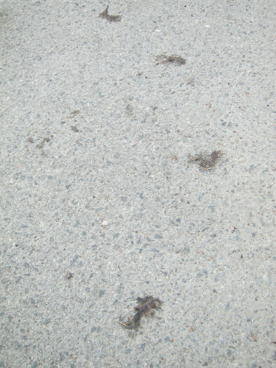Flere flate salamandere på asfalt.