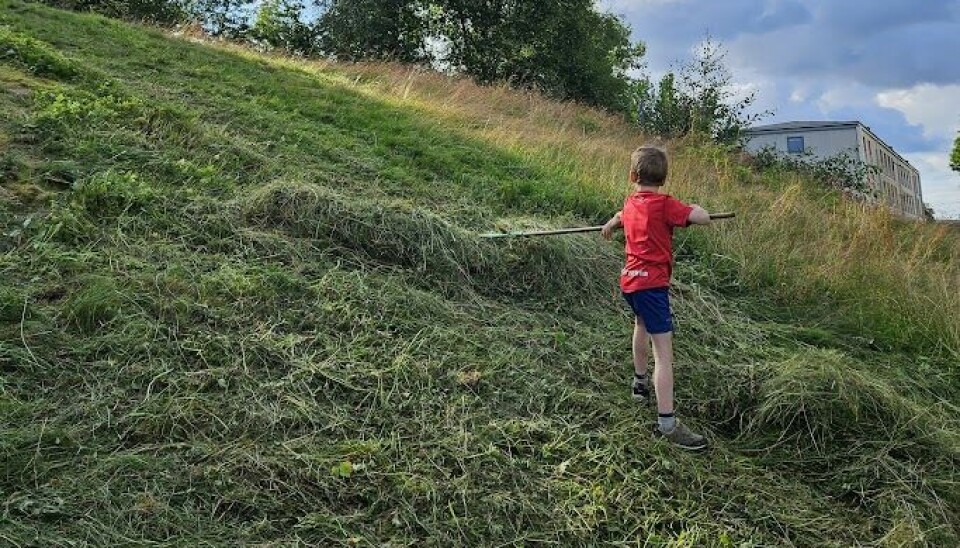 En liten gutt hjelper med å rake gress i en grønn eng.