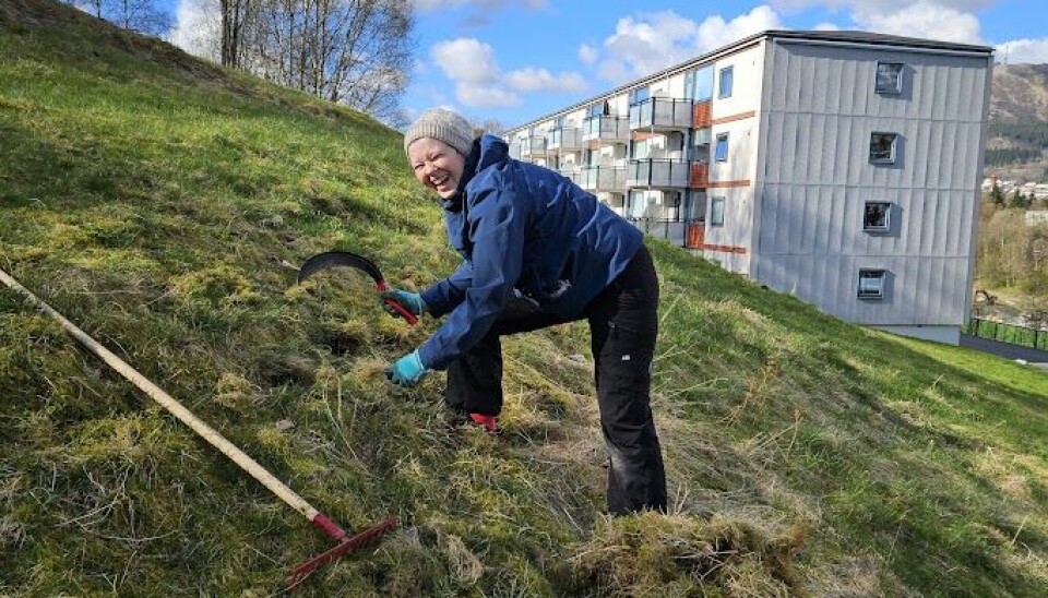 Eva Kårbø klargjør blomsterengen for sesongen. Hun bruker redskaper for å fjerne gammelt gress og mose på delen av enga som ikke ble slått i fjor.