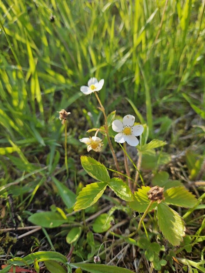 Et graveprosjekt truet markjordbærene i nærheten av Slettebakken. Nå har de fått plass i enga. Hvite blomster på en markjordbærplante står mellom grønt gress. Solen skinner på den.