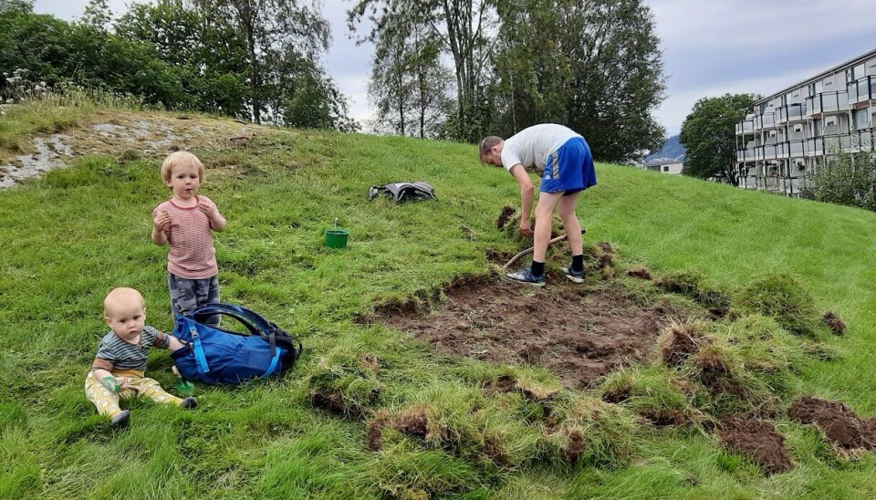 Sverre, Karsten og Morten Strandberg graver frem et test-område i 2019. En liten gutt sitter i gresset. En litt større gutt står ved siden av. Faren deres graver opp torv fra enga litt lenger bort.