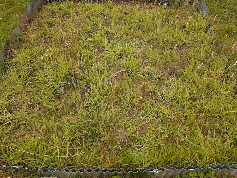 Juli 2020: litt tynt med blomster ennå. Men mange blomster trenger mer tid på seg enn bare ett år. En liten innhegning med grønt gress som man skimter jorden mellom.