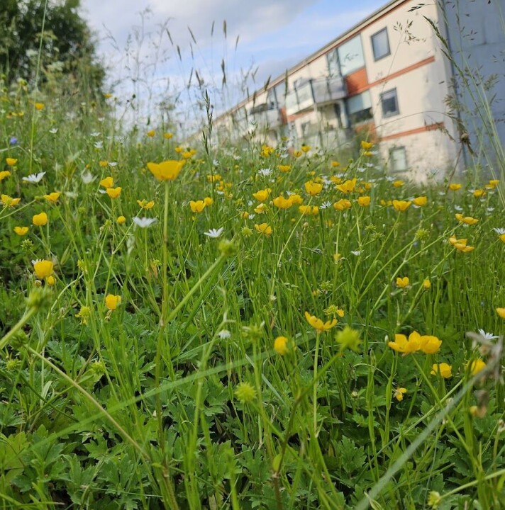 Mye skjedde med plenen i Slettebakken borettslag da vaktmesteren lot gressklipperen stå. Gule og noen hvite blomster i eng med blokk i bakgrunnen.