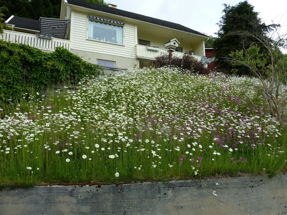 Fra Inger Auestads nabolag i midten av juni. Skråning med engblomster og et hvitt bolighus i bakgrunnen.