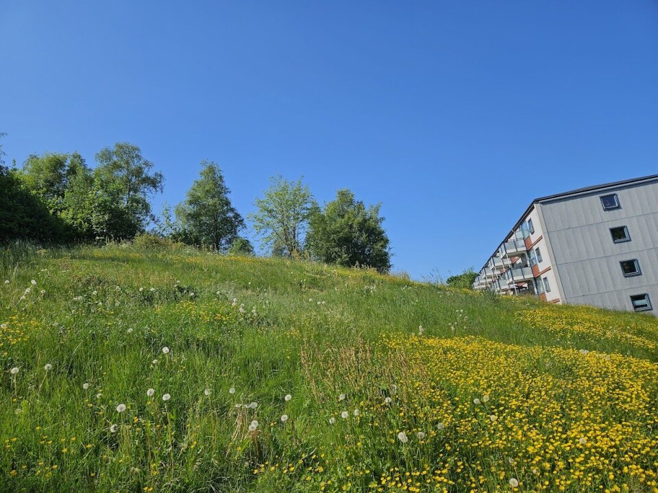Denne delen av enga fikk enkelt og greit bare vokse. Det ga store mengder med krypsoleie. Eng med gule blomster og grønt gress. Grønne løvtrær og boligblokk i bakgrunnen.