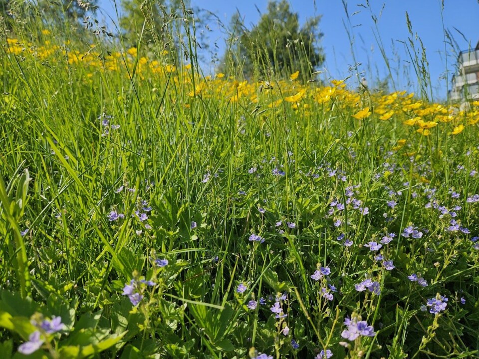 Tverrskjeggveronika i blått og krypsoleie i gult. Blå og gule blomster i grønt gress.
