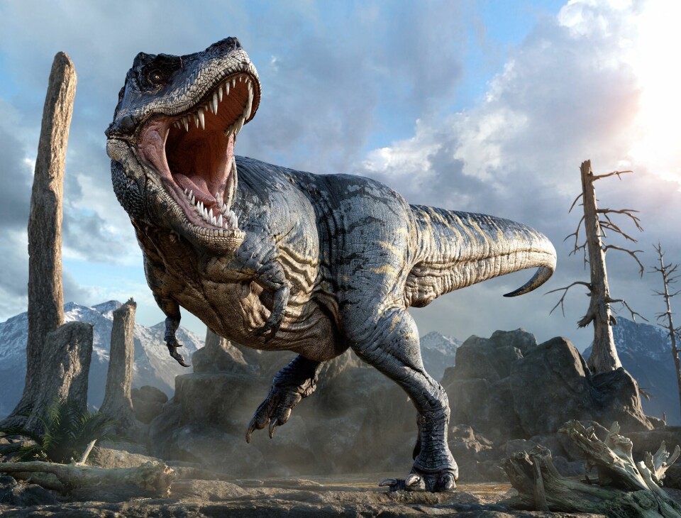 Stor, brølende Tyrannosaurus rex i et goldt landskap.